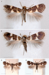 Figures 1–4.