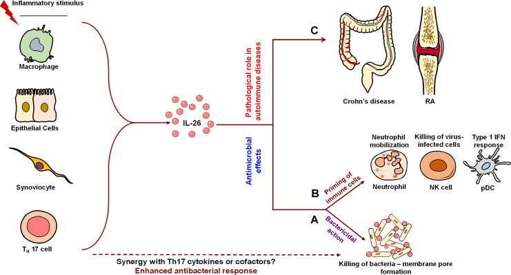 Fig 2