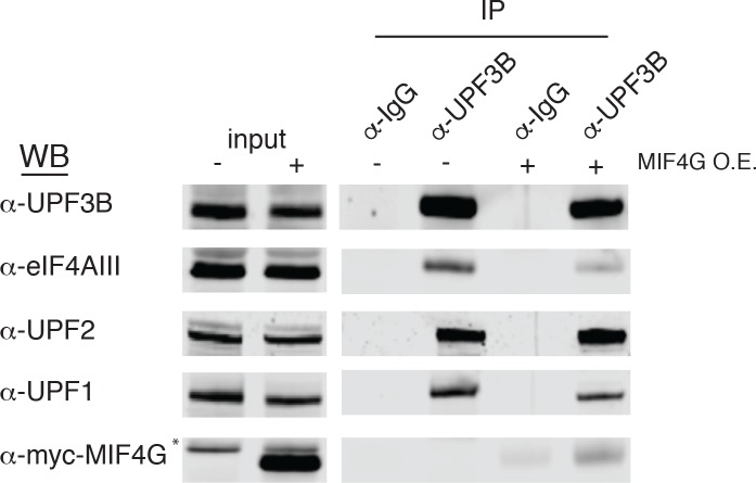 Figure 6—figure supplement 1.