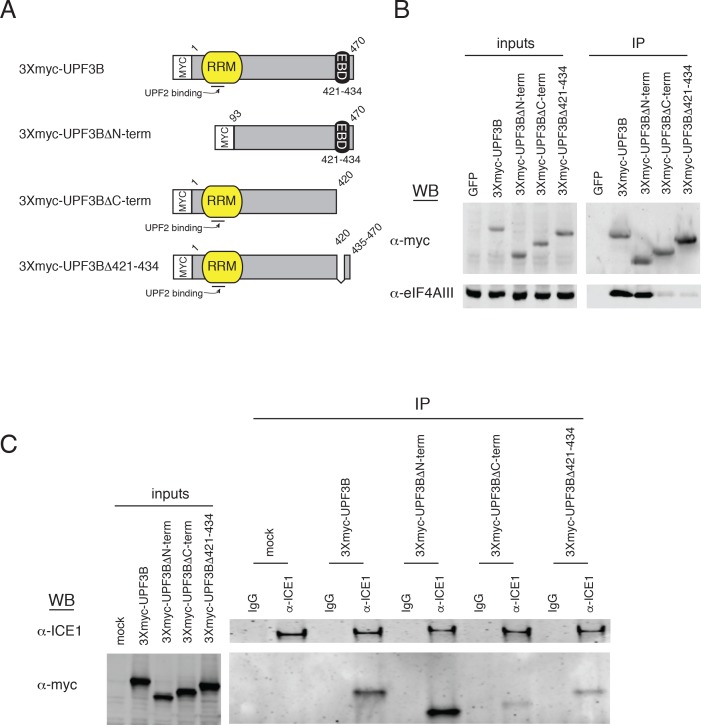 Figure 4—figure supplement 1.