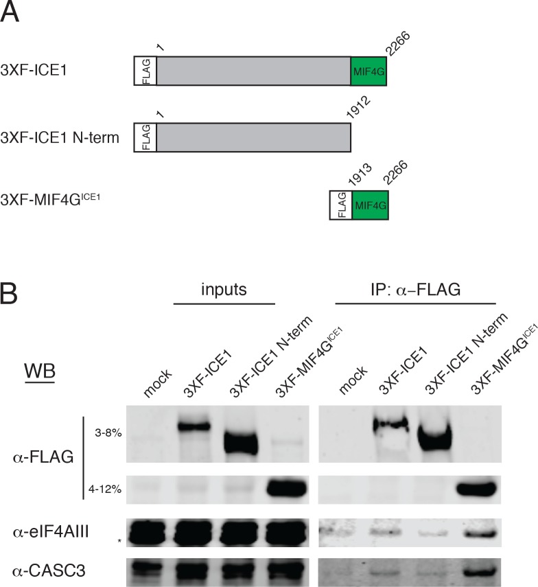 Figure 5—figure supplement 1.