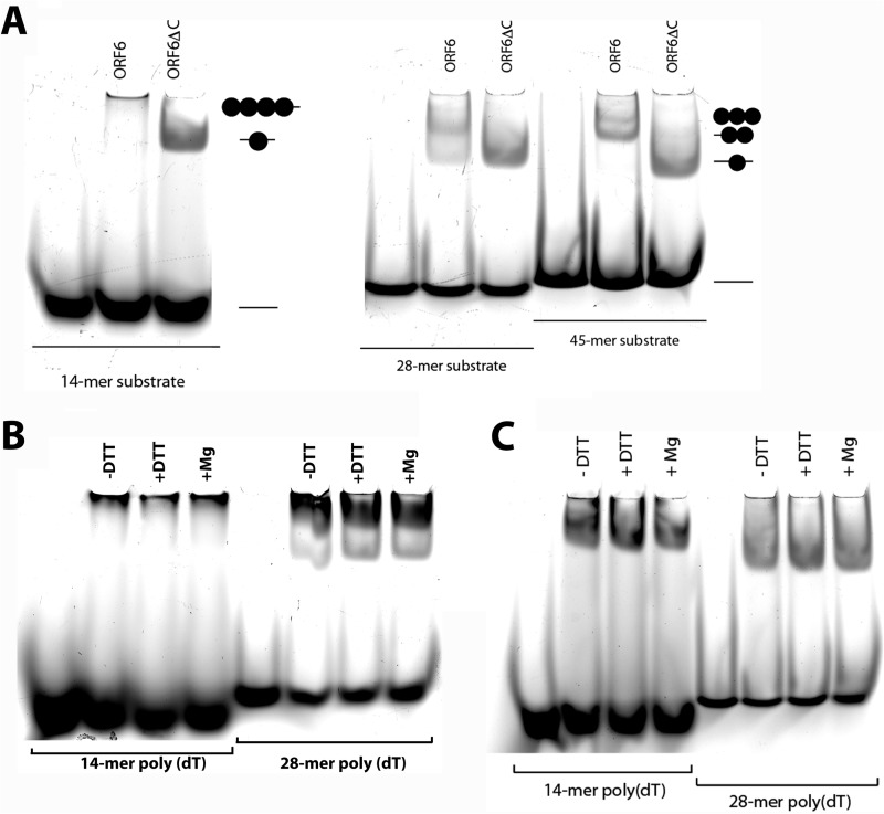 FIG 2