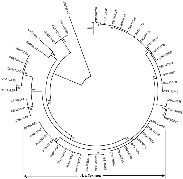 FIGURE 4