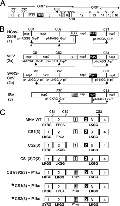 FIG. 1.