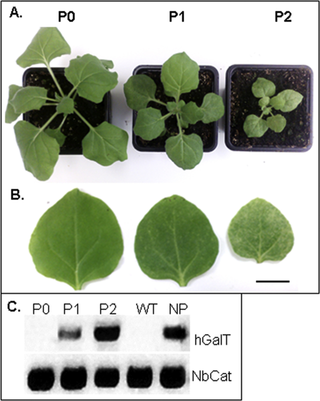 Fig. 1