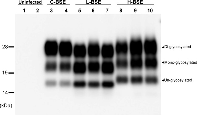 FIG 1