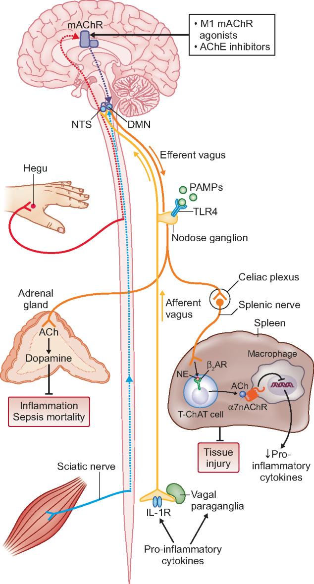 FIGURE 1