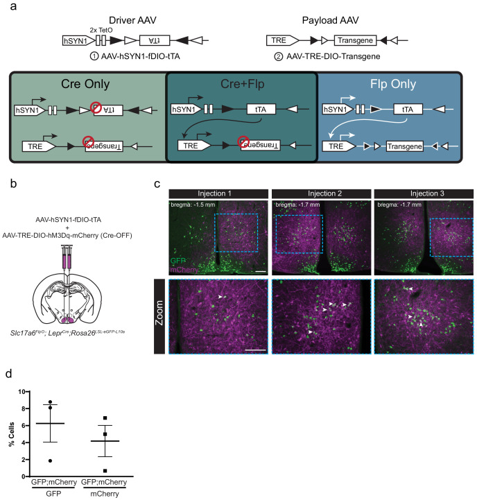 Figure 1—figure supplement 5.