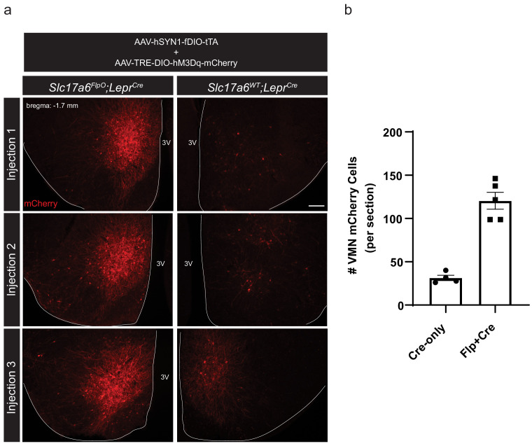 Figure 1—figure supplement 3.