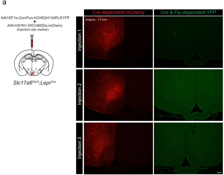 Figure 1—figure supplement 2.