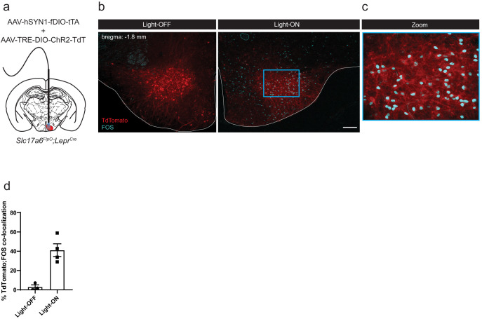 Figure 1—figure supplement 4.