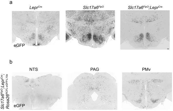 Figure 1—figure supplement 1.