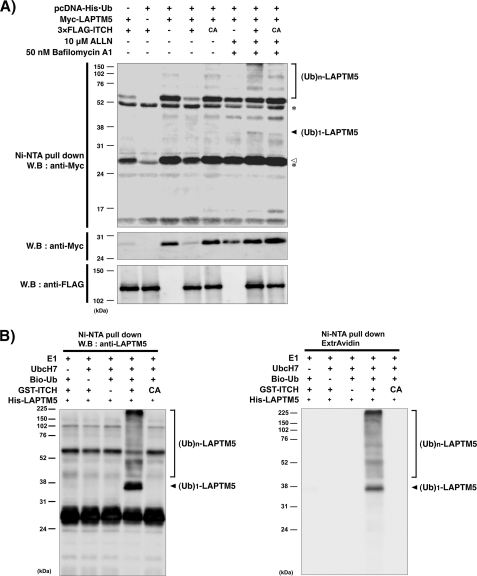 FIGURE 4.