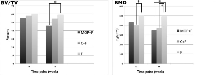 Figure 6. BV/TV and BMD (*P < .05). Our results showed that BV/TV decreased in the MOP + F and C + F groups compared with the F group at T3. Moreover, a statistically significant difference (P  =  .02) was observed between the MOP + F and F groups at T6. The BMD decreased significantly (P < .05) in the MOP + F and C + F groups at both time points.