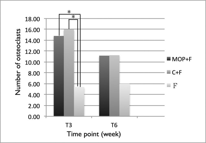 Figure 7. Number of osteoclasts. The number of osteoclasts increased significantly in the MOP + F and C + F groups at T3.