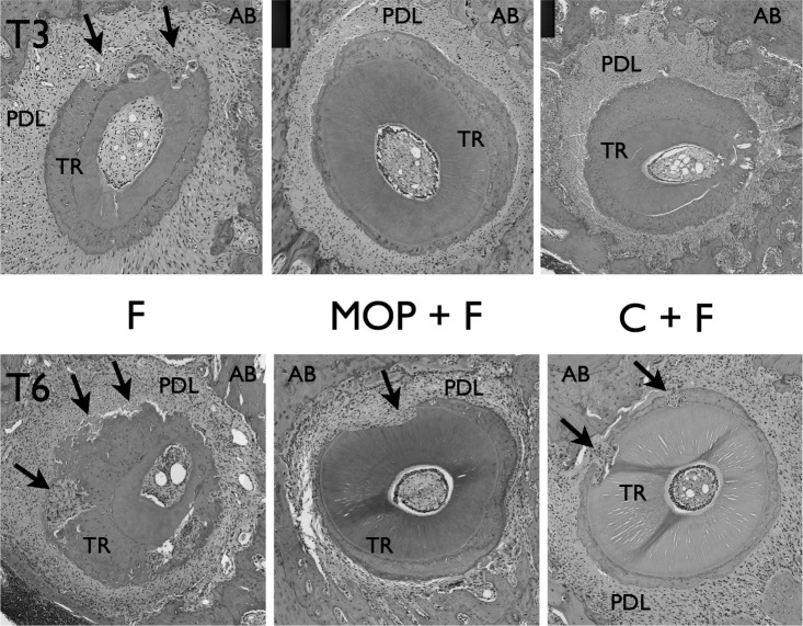 Figure 8. Arrows indicating root resorption in H&E-stained sections. Upper row: T3; Lower row: T6.