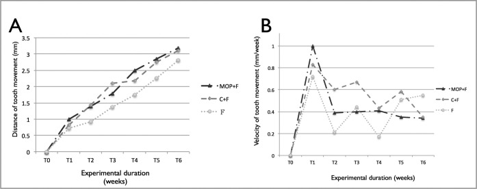 Figure 5. (A) Distance of orthodontic tooth movement, P < .05, at T2. (B) Velocity of tooth movement (mm/week), P < .05, at T2.