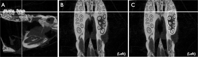 Figure 3. Micro-CT images depicting the ROI. (A) Lateral view of the left maxilla. A cross section was made at the middle of the roots (dotted line). (B) Axial view of the cross section. The bone density of the experimental side (left) was lower than that of the contralateral side (right). (C) The ROI encircled the roots of the first and the second molars, and the root images (dotted circled areas) were excluded.