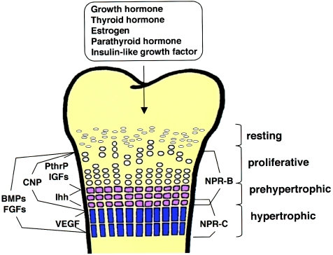 Figure  1