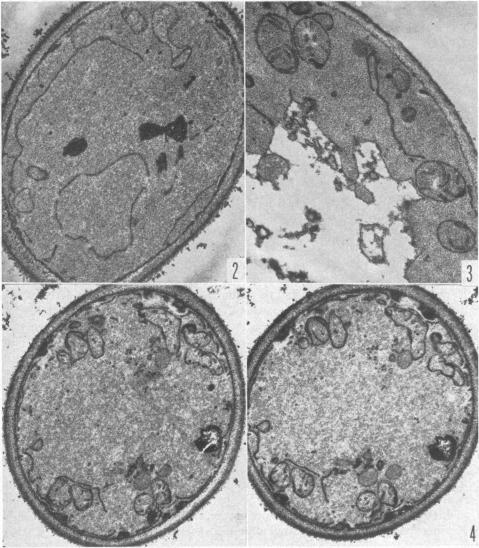 graphic file with name pnas00160-0198-a.jpg