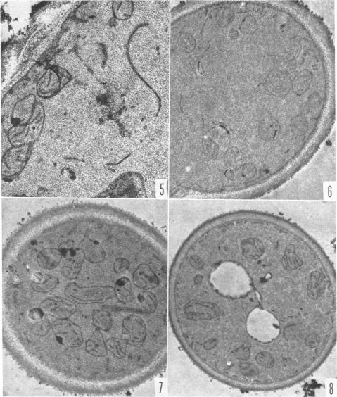 graphic file with name pnas00160-0199-a.jpg