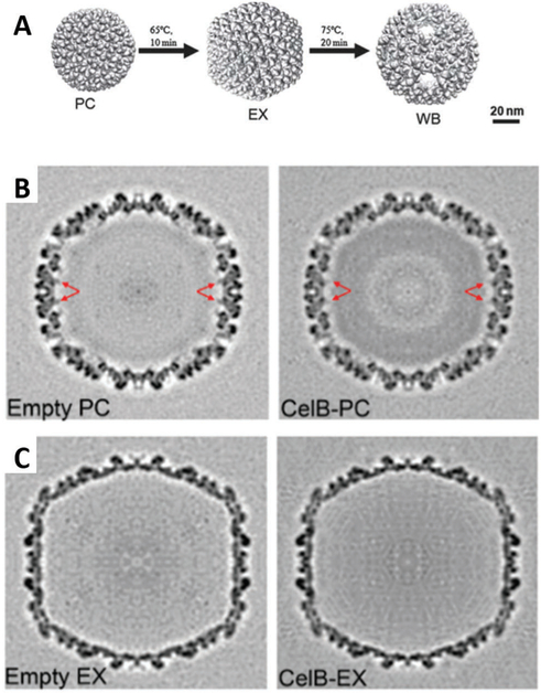 Fig. 19