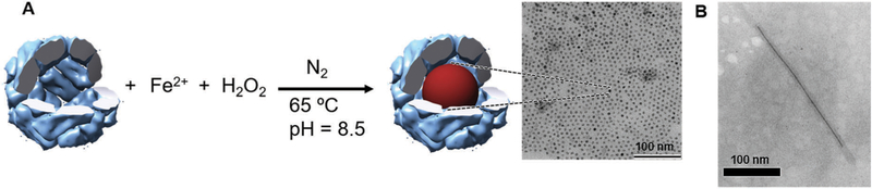 Fig. 15