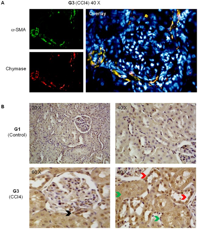 Fig 6