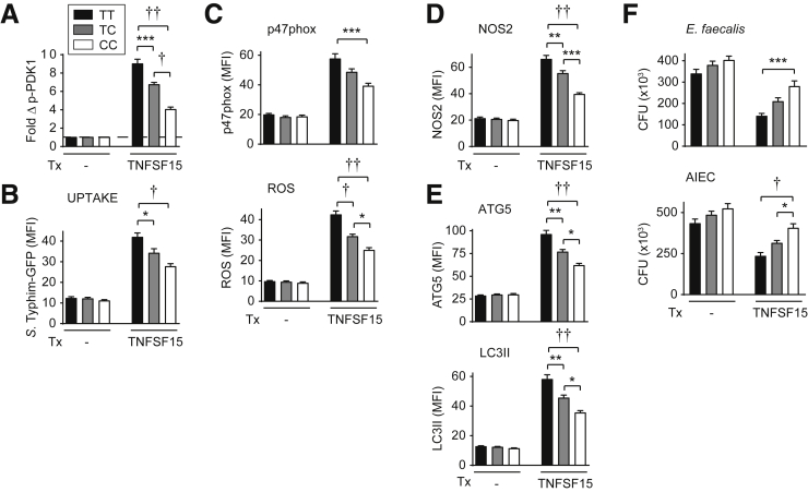 Figure 15