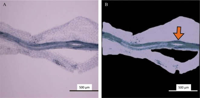 Fig. 7