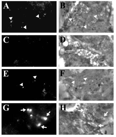 FIG. 9