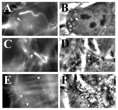 FIG. 7