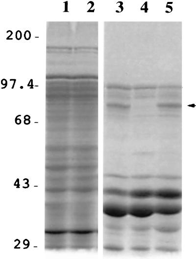 FIG. 5