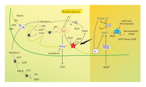 Figure 9