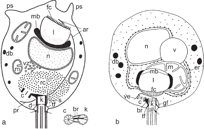 Fig. 5