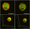 Figure 3