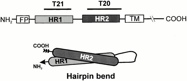 Evidence That the Transition of HIV-1 Gp41 into a Six-Helix Bundle, Not ...