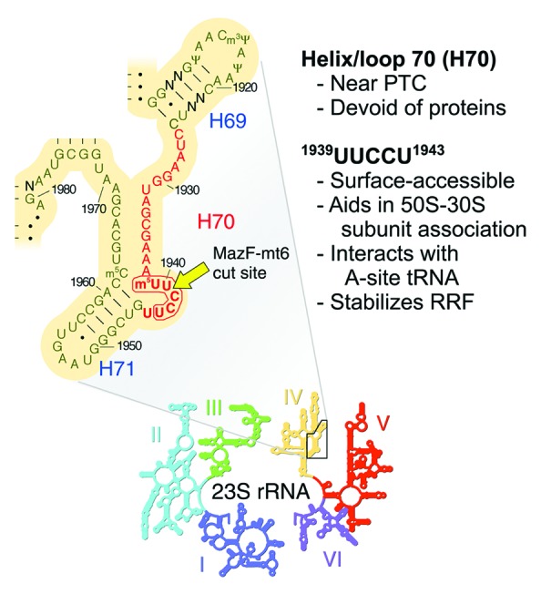 graphic file with name rna-11-101-g2.jpg