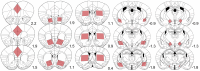 Figure 1—figure supplement 1.
