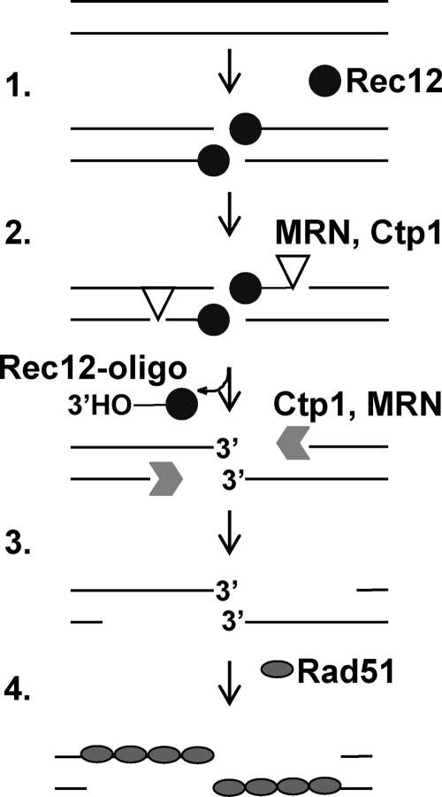 FIG. 10.