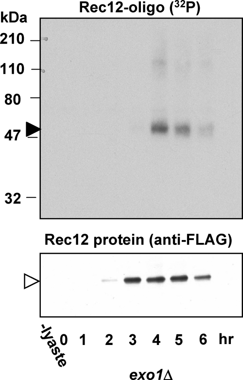 FIG. 8.