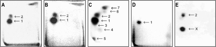 Fig. 5