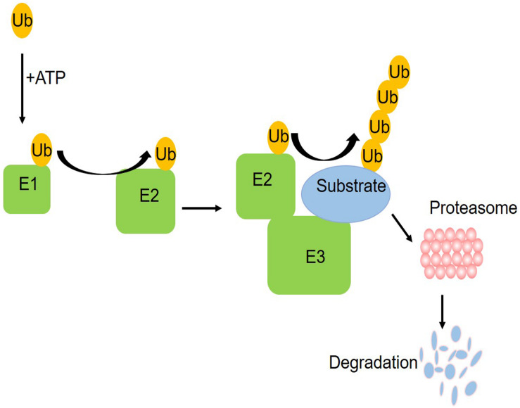 FIGURE 1