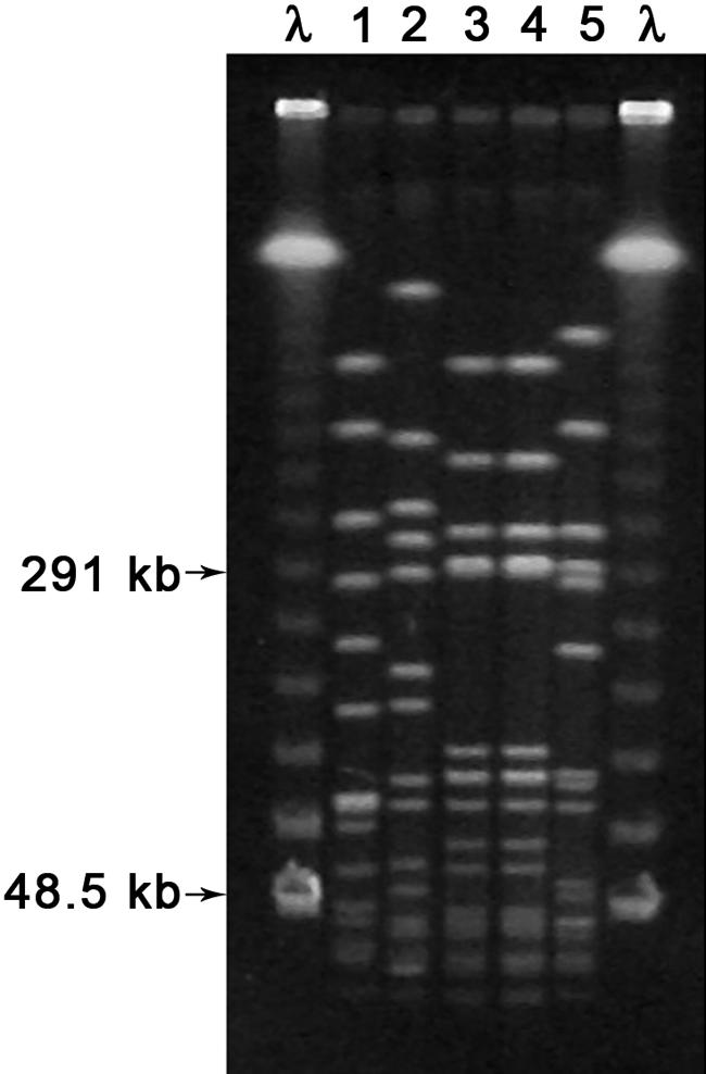 FIG. 1.