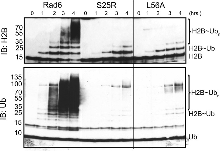 Figure 5.