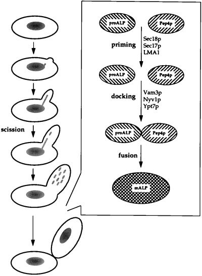 FIG. 5