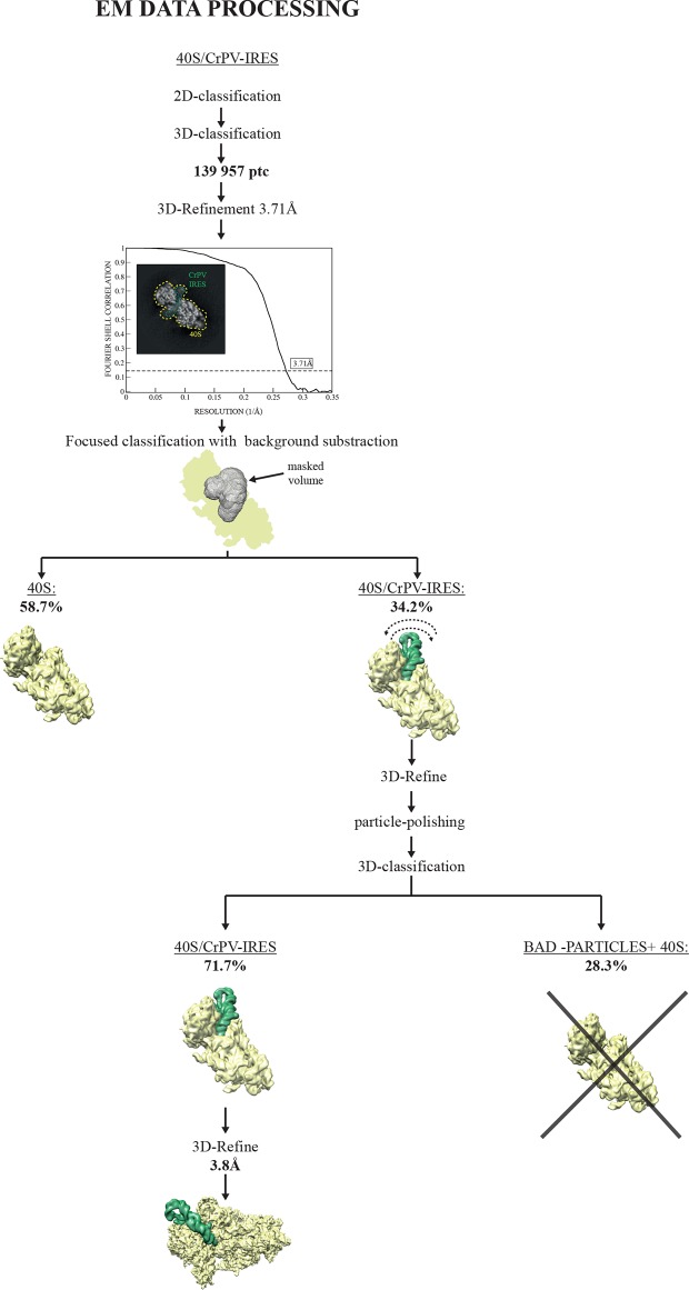 Figure 1—figure supplement 1.