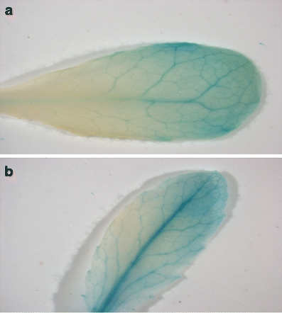 Fig. 6