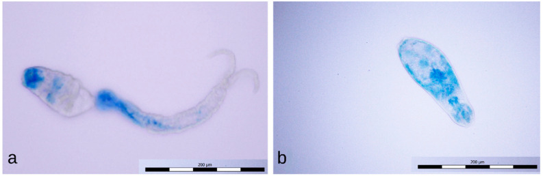 Figure 10