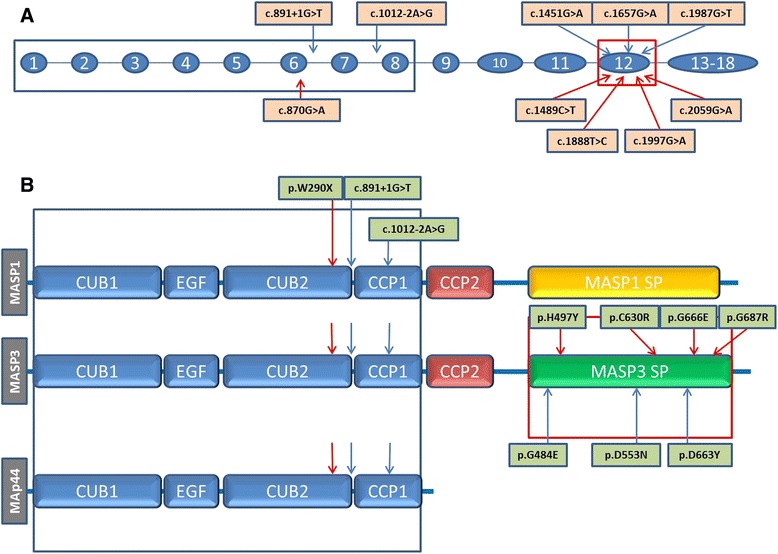 Fig. 1